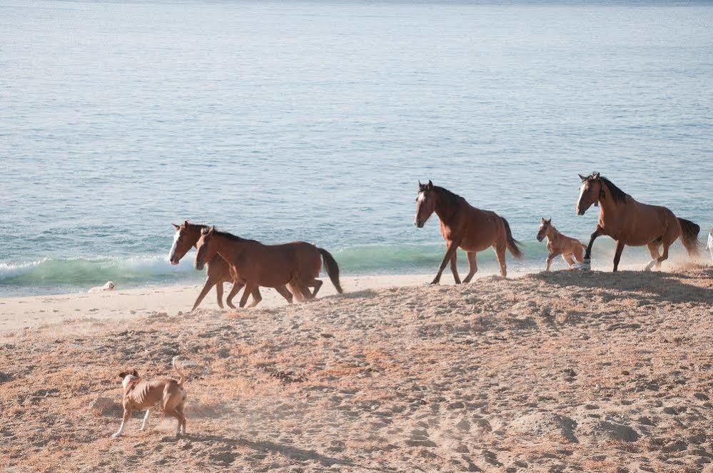 Vidasoul Boca de la Vinorama Dış mekan fotoğraf